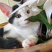Noodle is registered to the contest to win money with this photo: kitten, cat, black_and_white, pet, animal, close_up, leaf, flower, green, white, fur, whiskers, paw, curious, indoors, wood, nature, plant, cute, young