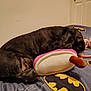 Davina is registered to the contest to win money with this photo: animal, batman_logo, bed, black_fur, blanket, cozy, cute, dog, fur, head, indoor, nose, pet, plush_toy, popsicle, relaxed, resting, room, sleeping, soft_toy