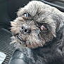 animal, black_fur, canine, car_interior, car_seat, close_up, companion, cute, dog, domestic_animal, expression, fur, indoor, leather, looking_up, pet, portrait, seat, snout, whiskers