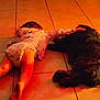 Davina is registered to the contest to win money with this photo: animal, baby, barefoot, black_dog, bonding, child, cozy, cute, dog, floor, home, indoor, pajamas, petting, relaxing, resting, sleepy, tile, toddler, warm_light