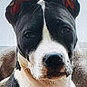 dog, pit_bull, black_and_white, red_bow, pet, portrait, sitting, couch, indoors, home, curtain, close_up, animal, canine, short_hair, white_chest, black_fur, facial_markings, cute, funny