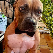 Vulkan participe au concours pour gagner de l'argent avec cette photo : dog, puppy, bow_tie, brown_fur, white_chest, portrait, close_up, outdoor, patio, terrace, plants, potted_plants, chair, urban, rooftops, sunlight, pet, sitting, curious, funny