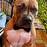 dog, puppy, bow_tie, brown_fur, white_chest, portrait, close_up, outdoor, patio, terrace, plants, potted_plants, chair, urban, rooftops, sunlight, pet, sitting, curious, funny