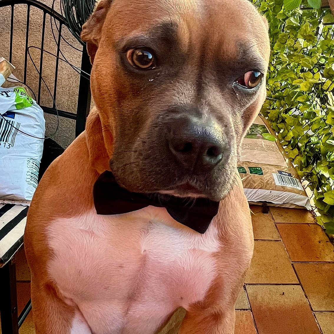 Vulkan participe au concours pour gagner de l'argent avec cette photo : dog, puppy, bow_tie, brown_fur, white_chest, portrait, close_up, outdoor, patio, terrace, plants, potted_plants, chair, urban, rooftops, sunlight, pet, sitting, curious, funny