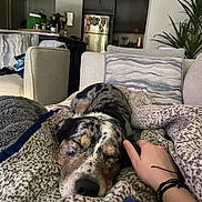 Chance joined the competition — help win amazing prizes! blanket, casual, comfort, couch, cozy, dog, furniture, hand, hand_touching, home, indoor, living_room, person, pet, pillow, relaxation, resting, sleeping, soft_texture, speckled_dog