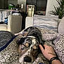 blanket, casual, comfort, couch, cozy, dog, furniture, hand, hand_touching, home, indoor, living_room, person, pet, pillow, relaxation, resting, sleeping, soft_texture, speckled_dog