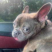 Dolph joined the competition — help win amazing prizes! animal, canine, car_interior, closeup, collar, cute, daylight, dog, domestic_animal, ears, expression, face, french_bulldog, fur, looking_back, paw, pet, sitting, tongue, window