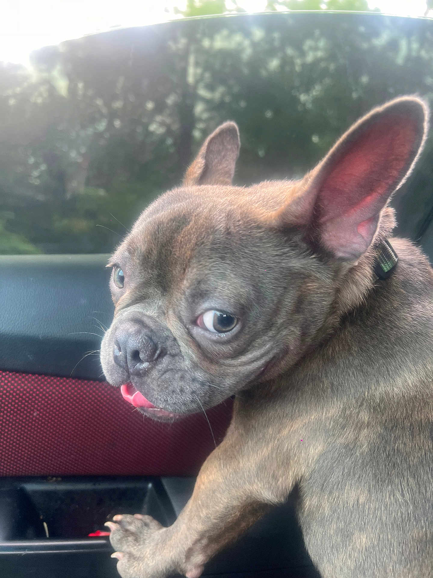 Dolph joined the competition — help win amazing prizes! animal, canine, car_interior, closeup, collar, cute, daylight, dog, domestic_animal, ears, expression, face, french_bulldog, fur, looking_back, paw, pet, sitting, tongue, window