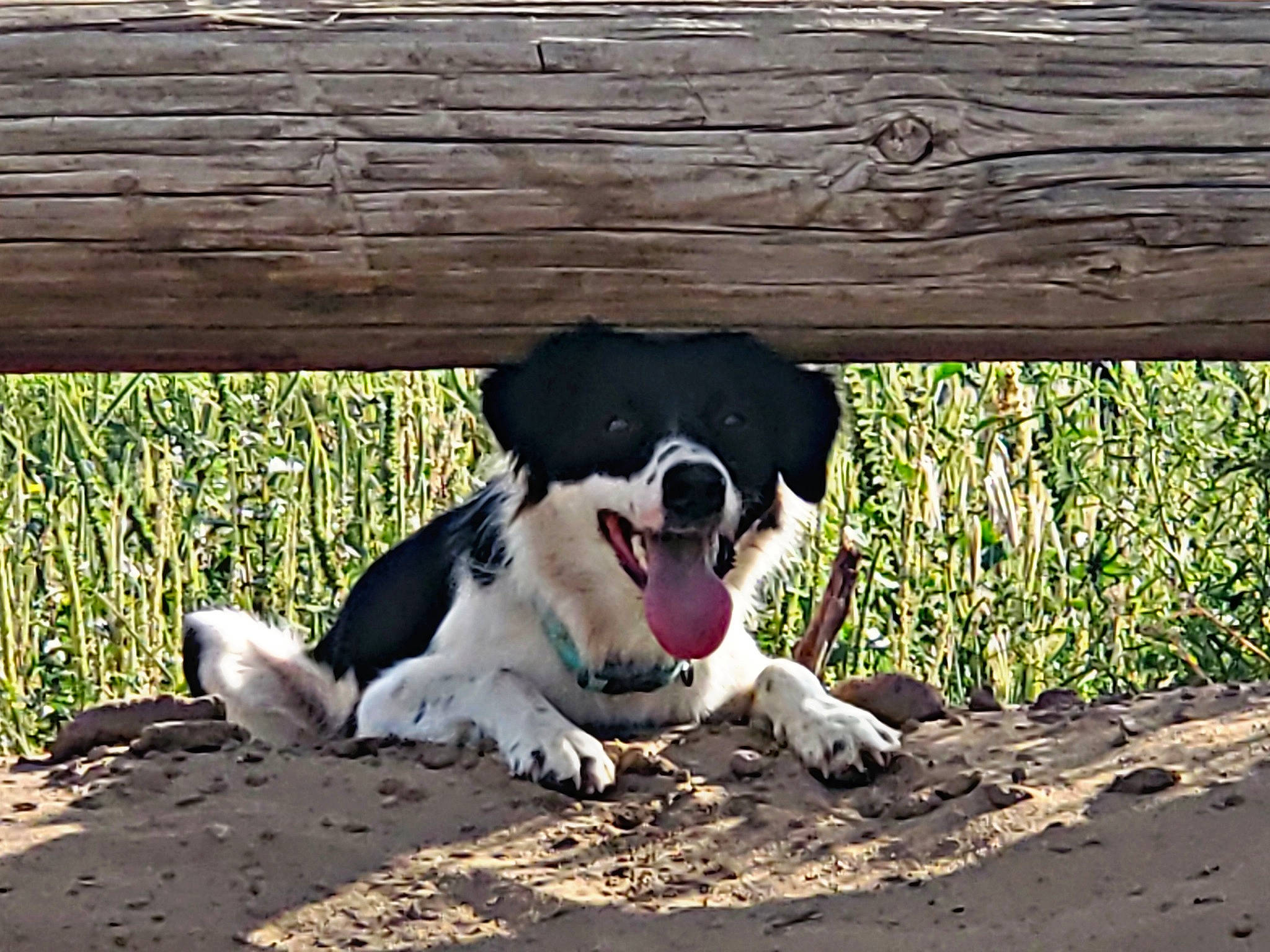 Khloe joined the competition — help win amazing prizes! canidae, carmine, carnivore, companion_dog, dog, dog_breed, fawn, grass, happy, paw, plant, snout, soil, sporting_group, street_dog, tail, tints_and_shades, whiskers, wood, working_animal