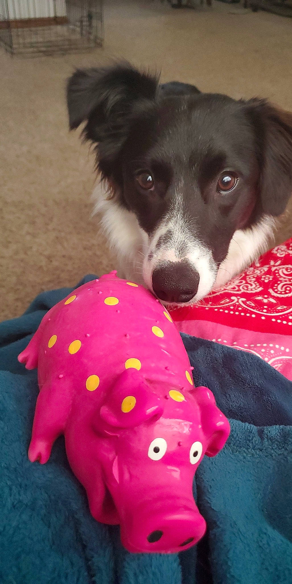 Khloe joined the competition — help win amazing prizes! border_collie, carnivore, comfort, companion_dog, dog, dog_breed, dog_clothes, dog_supply, fur, herding_dog, magenta, pattern, plush, snout, sporting_group, stuffed_toy, toy, whiskers, working_animal, working_dog