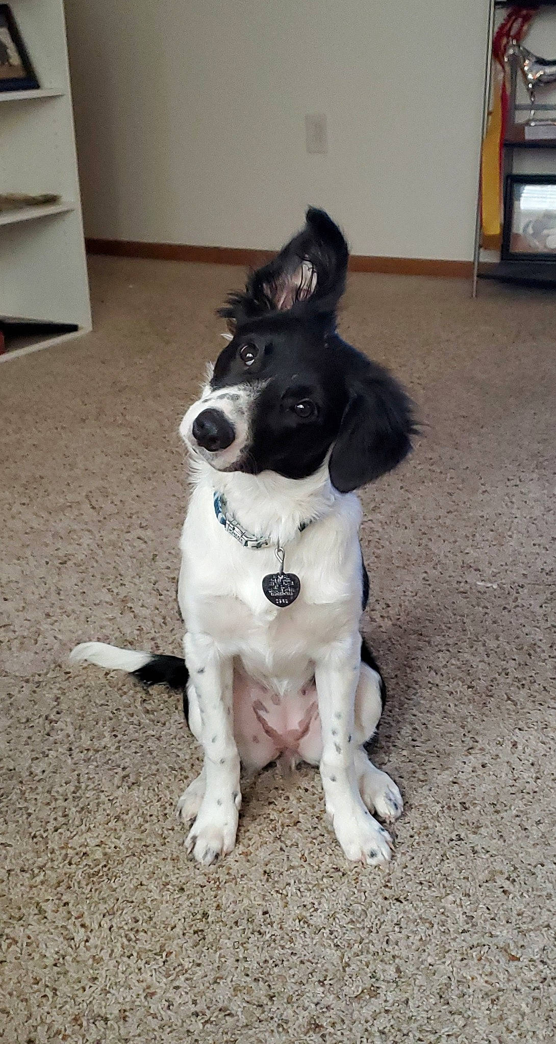 Khloe is registered to the contest to win money with this photo: canidae, carnivore, collar, companion_dog, dog, dog_breed, dog_collar, dog_supply, door, flooring, fur, non_sporting_group, puppy, road_surface, snout, spaniel, sporting_group, tail, whiskers, working_animal