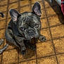 Maverick is registered to the contest to win money with this photo: dog, french_bulldog, pet, indoor, floor, tile_floor, looking_up, ears_up, brown_floor, toy, green_toy, cute, animal, companion, domestic, portrait, sitting, close_up, fur, home