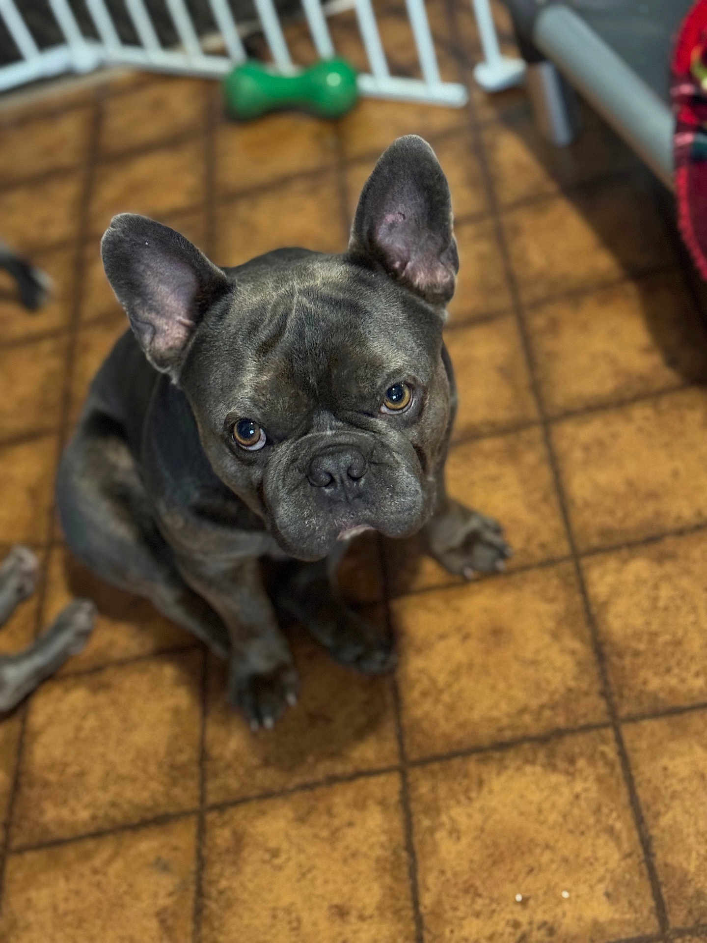 Maverick is registered to the contest to win money with this photo: dog, french_bulldog, pet, indoor, floor, tile_floor, looking_up, ears_up, brown_floor, toy, green_toy, cute, animal, companion, domestic, portrait, sitting, close_up, fur, home