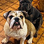 Maverick joined the competition — help win amazing prizes! dog, bulldog, pet, indoor, floor, tile_floor, brown, white, black, ears, face, cute, animal, mammal, companion, domestic_animal, portrait, sitting, looking, two_dogs