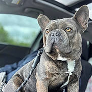 Maverick is registered to the contest to win money with this photo: dog, french_bulldog, brindle, pet, animal, car_interior, leash, sitting, close_up, canine, ears, fur, portrait, window, sunroof, seat, indoor, domestic_animal, alert, companion