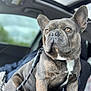dog, french_bulldog, brindle, pet, animal, car_interior, leash, sitting, close_up, canine, ears, fur, portrait, window, sunroof, seat, indoor, domestic_animal, alert, companion