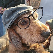 Maurice Dominici a rejoint le concours — aidez-le/la à gagner de superbes lots ! accessories, adult, animal, baseballcap, canine, cap, clothing, coat, dog, face, glasses, hat, head, jacket, male, person, pet, photography, portrait, puppy