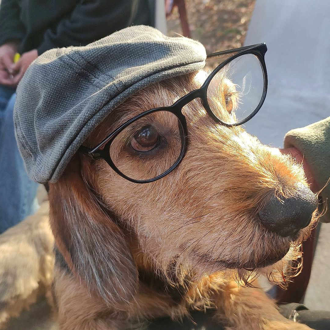 Maurice Dominici a rejoint le concours — aidez-le/la à gagner de superbes lots ! accessories, adult, animal, baseballcap, canine, cap, clothing, coat, dog, face, glasses, hat, head, jacket, male, person, pet, photography, portrait, puppy
