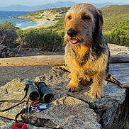 Chjocca participe au concours pour gagner de l'argent avec cette photo : adventure, animal, binoculars, coast, dog, exploration, greenery, happy, hill, keys, landscape, mountains, nature, outdoor, pet, rock, scenic, sky, sunlight, wooden_fence