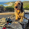 adventure, animal, binoculars, coast, dog, exploration, greenery, happy, hill, keys, landscape, mountains, nature, outdoor, pet, rock, scenic, sky, sunlight, wooden_fence