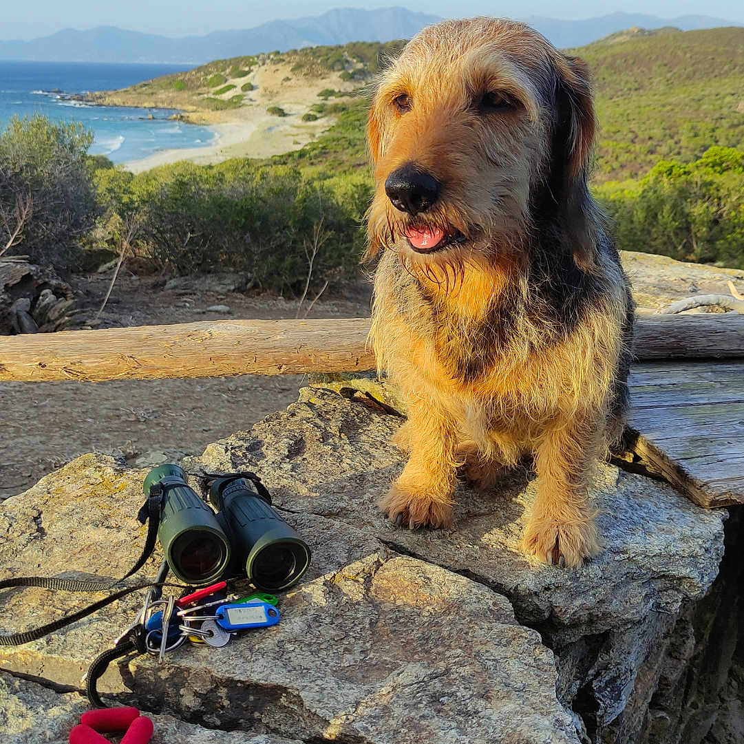 Chjocca participe au concours pour gagner de l'argent avec cette photo : adventure, animal, binoculars, coast, dog, exploration, greenery, happy, hill, keys, landscape, mountains, nature, outdoor, pet, rock, scenic, sky, sunlight, wooden_fence