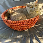 Ulysses a rejoint le concours — aidez-le/la à gagner de superbes lots ! cat, gray_cat, pet, animal, feline, portrait, basket, knitted_basket, orange, cozy, sleeping, lounging, sitting, fur, whiskers, yellow_eyes, indoors, sunlight, leather, cushion