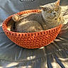 cat, gray_cat, pet, animal, feline, portrait, basket, knitted_basket, orange, cozy, sleeping, lounging, sitting, fur, whiskers, yellow_eyes, indoors, sunlight, leather, cushion