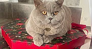 Ulysses participe au concours pour gagner de l'argent avec cette photo : alert, cat, christmas, collar, cute, feline, fluffy, front_facing, golden_eyes, gray_cat, holiday, home, indoors, pet, portrait, present, sitting, staircase, tile, wrapped_gift