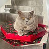 alert, cat, christmas, collar, cute, feline, fluffy, front_facing, golden_eyes, gray_cat, holiday, home, indoors, pet, portrait, present, sitting, staircase, tile, wrapped_gift