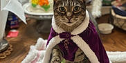 Meow Meow is registered to the contest to win money with this photo: animal, blanket, cake, cape, cat, closeup, crown, decor, eyes, face, fur, indoor, pet, plush_toy, purple_cape, tabby_cat, table, toy, whiskers, wooden_floor