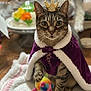 cat, tabby_cat, crown, cape, purple_cape, plush_toy, toy, blanket, indoor, pet, animal, fur, whiskers, eyes, face, table, cake, decor, wooden_floor, closeup