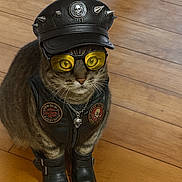 Meow Meow is registered to the contest to win money with this photo: accessories, animal, boots, cat, chain_necklace, costume, cute, feline, funny, indoor, leather_cap, leather_vest, patches, pet_fashion, portrait, sitting, skull_motif, stylish, wooden_floor, yellow_glasses