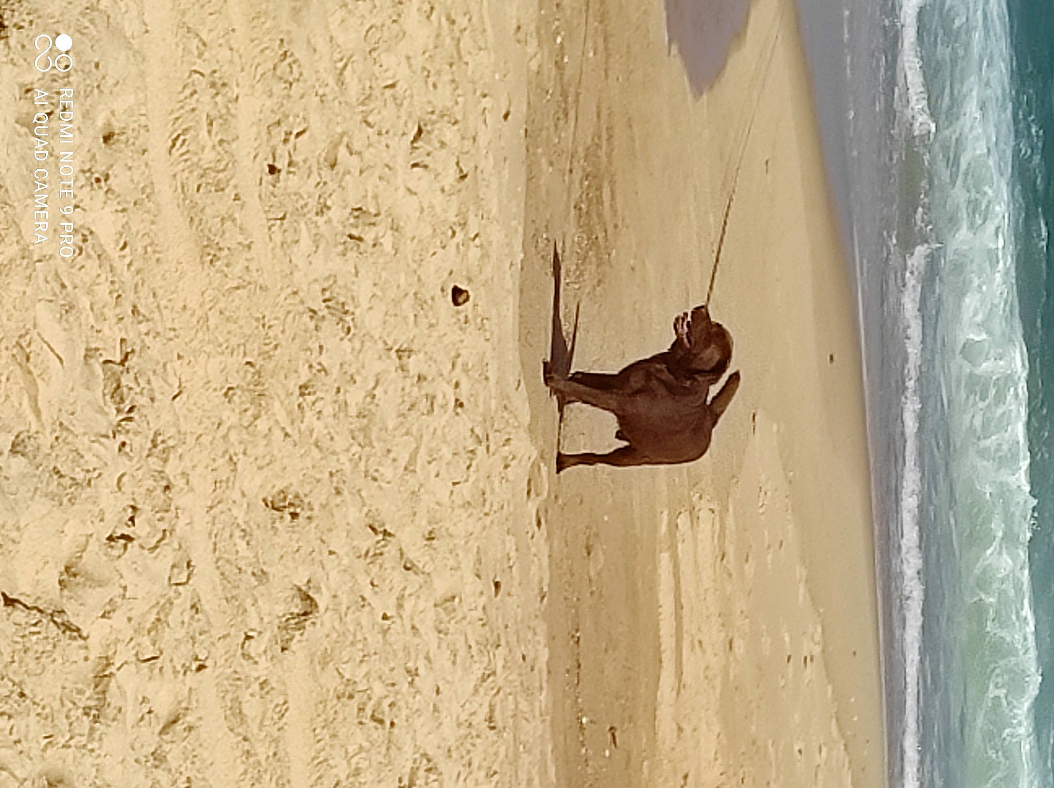 Malibu participe au concours pour gagner de l'argent avec cette photo : beach, concrete, hardwood, landscape, leg, ocean, plywood, recreation, sand, shadow, singing_sand, soil, tail, tints_and_shades, water, wind, wind_wave, window, wood, wood_stain