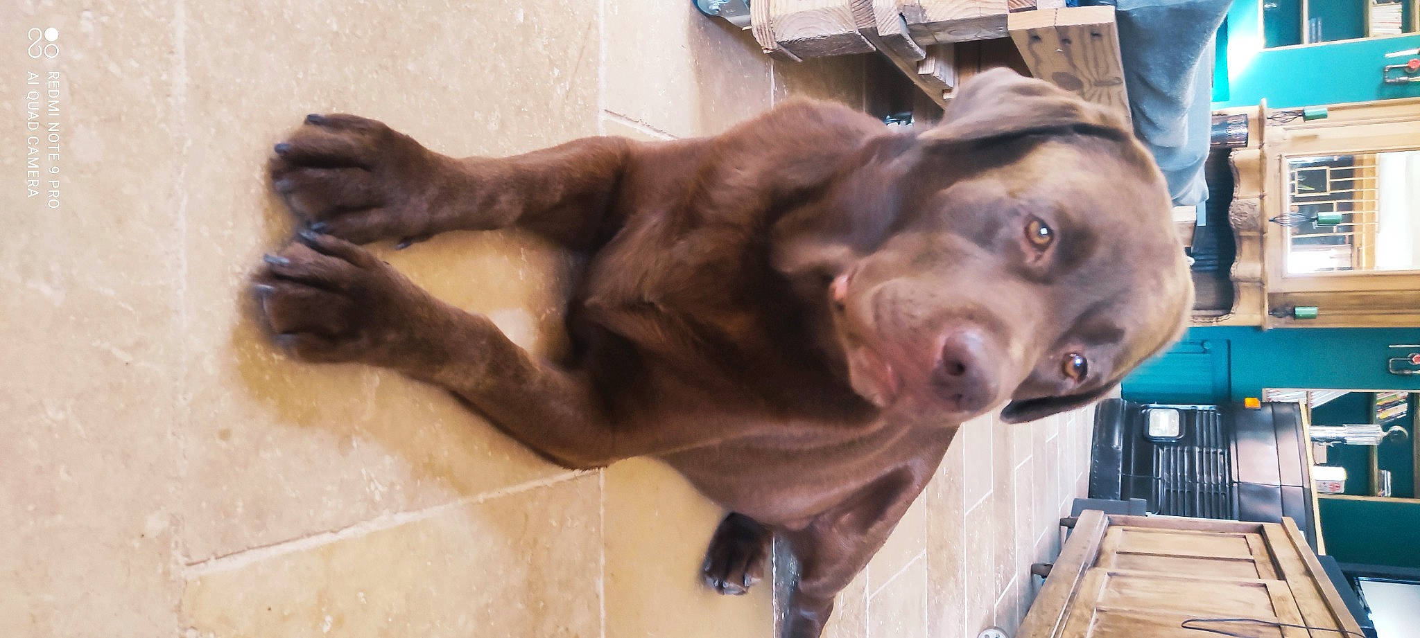 Malibu participe au concours pour gagner de l'argent avec cette photo : art, borador, canidae, carnivore, companion_dog, dog, dog_breed, dog_collar, fawn, fur, guard_dog, gun_dog, jaw, liver, sculpture, snout, sporting_group, terrestrial_animal, whiskers, working_animal