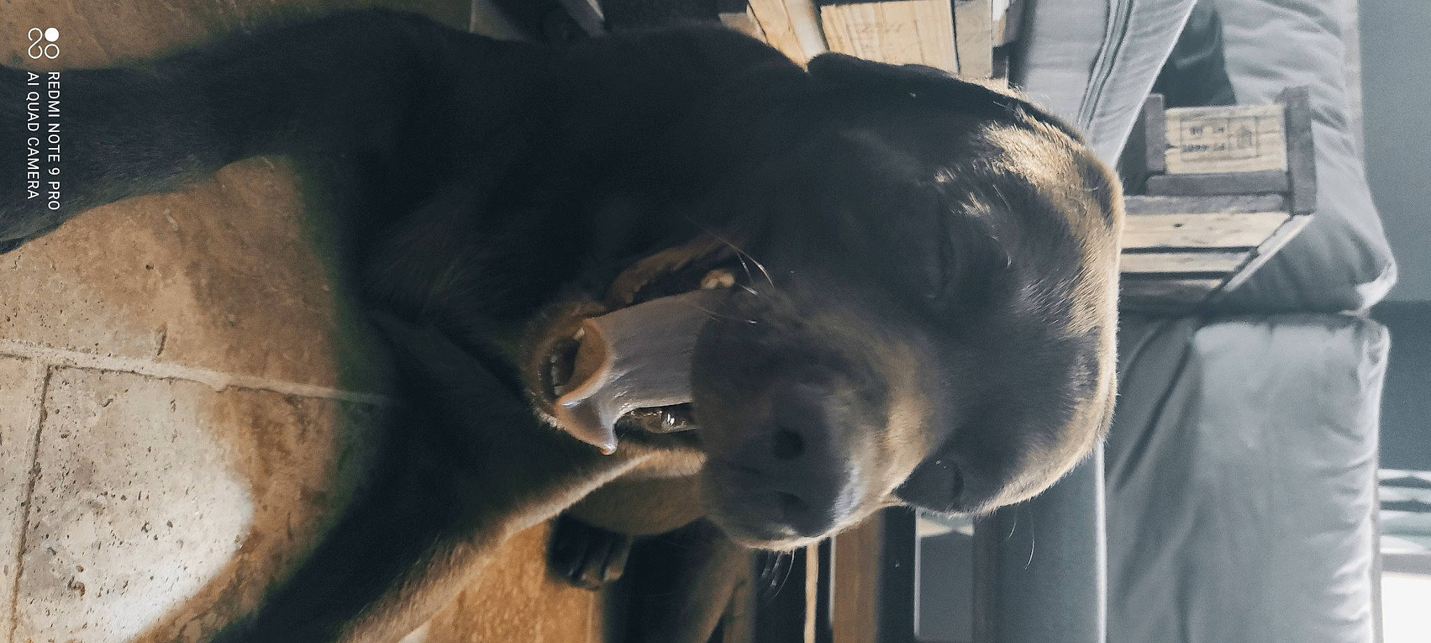 Malibu a rejoint le concours — aidez-le/la à gagner de superbes lots ! borador, canidae, carnivore, companion_dog, dog, dog_breed, ear, fang, fur, guard_dog, jaw, liver, pet_supply, snout, sporting_group, terrestrial_animal, whiskers, wildlife, working_animal, working_dog