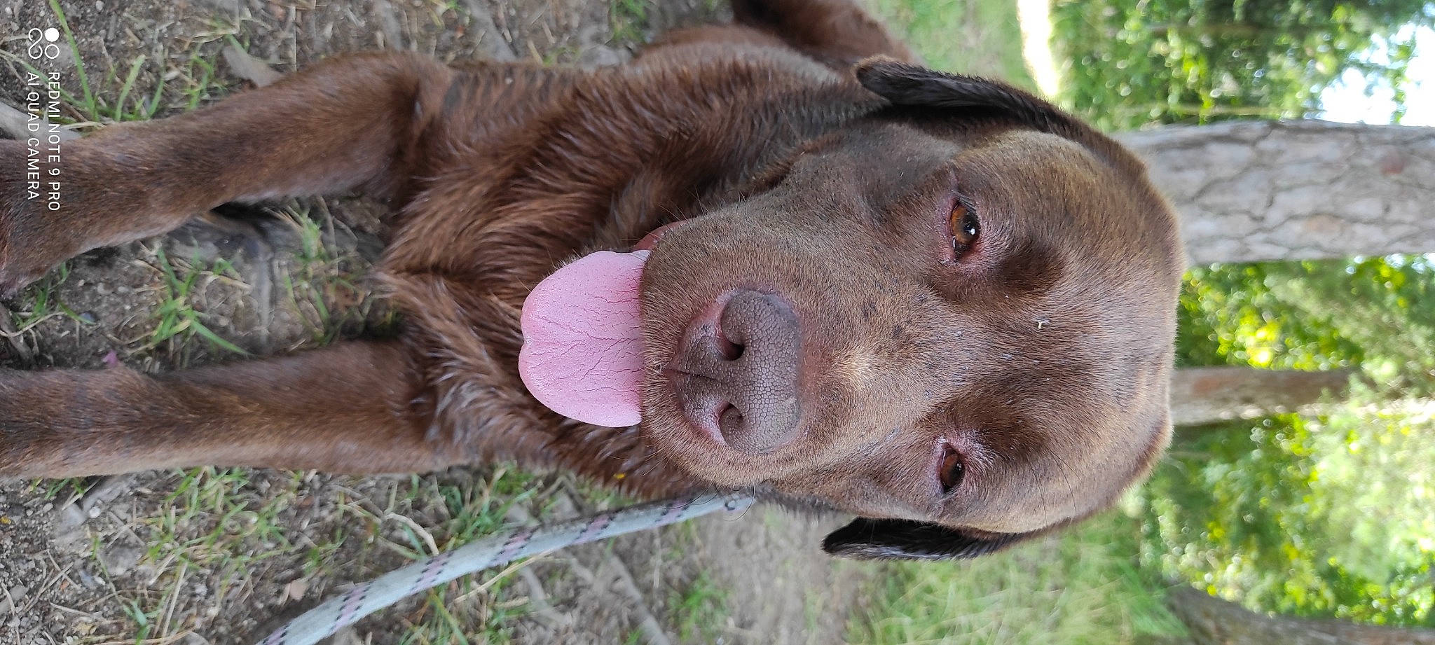 Malibu a rejoint le concours — aidez-le/la à gagner de superbes lots ! canidae, carnivore, dog, dog_breed, fawn, fur, grass, liver, natural_material, plant, snout, sporting_group, terrestrial_animal, tree, wildlife