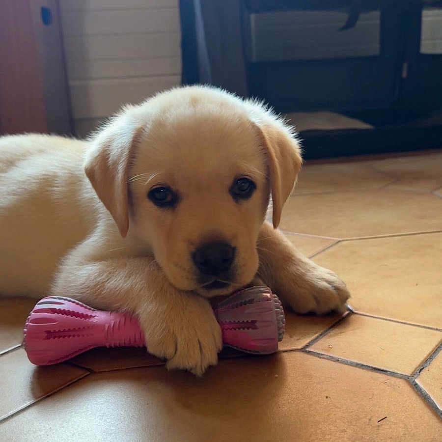 Perla a rejoint le concours — aidez-le/la à gagner de superbes lots ! puppy, dog, golden_retriever, pet, animal, lying_down, chew_toy, pink_toy, paws, black_nose, dark_eyes, floppy_ears, indoors, tile_floor, home, playpen, window, natural_light, portrait, cute