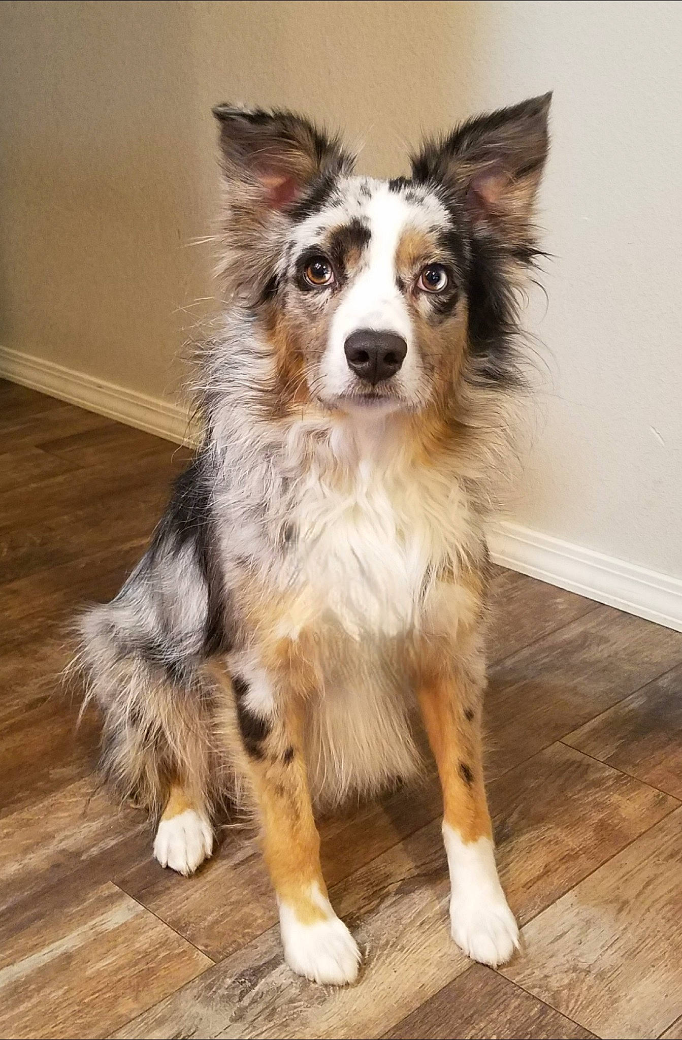 Boomer joined the competition — help win amazing prizes! australian_collie, canidae, carnivore, companion_dog, dog, dog_breed, flooring, fur, hardwood, herding_dog, plank, snout, sporting_group, varnish, whiskers, wood, wood_flooring, wood_stain, working_animal, working_dog