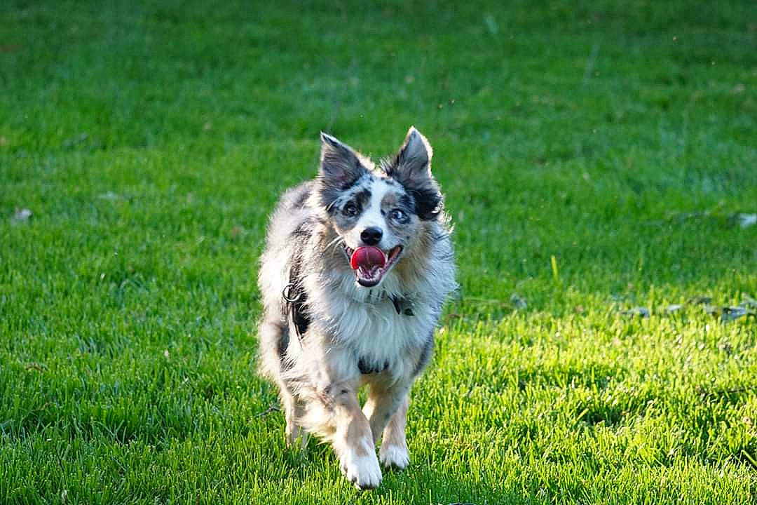 Boomer is registered to the contest to win money with this photo: canidae, carnivore, companion_dog, dog, dog_breed, dog_sports, dog_supply, grass, grassland, groundcover, herbaceous_plant, herding_dog, non_sporting_group, plant, recreation, snout, sporting_group, wildlife, working_dog