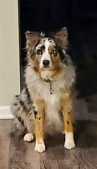 Boomer is registered to the contest to win money with this photo: ancient_dog_breeds, bored, canidae, carnivore, companion_dog, dog, dog_breed, fur, herding_dog, sporting_group, working_dog