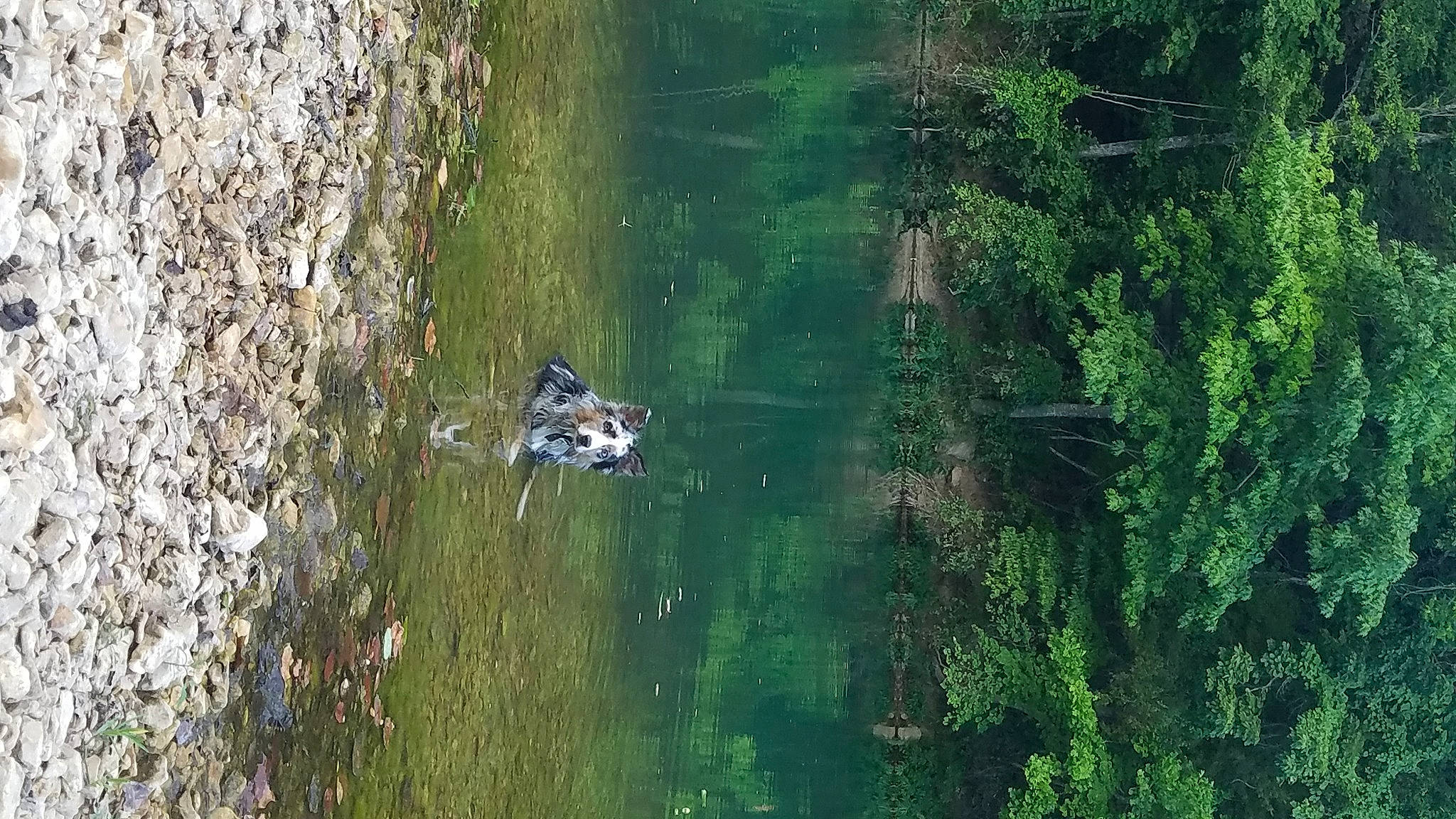 Boomer joined the competition — help win amazing prizes! bank, body_of_water, forest, grass, lacustrine_plain, lake, landscape, natural_environment, natural_landscape, plant, recreation, reservoir, riparian_zone, tree, trunk, water, watercourse, wetland, wildlife, wood