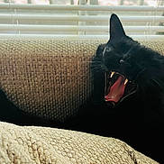 Luna-Tic joined the competition — help win amazing prizes! animal, black_cat, cat, closeup, couch, cozy, domestic_animal, fangs, feline, furniture, indoor, mouth_open, pet, relaxing, resting, sleepy, textured_fabric, whiskers, window_blinds, yawning