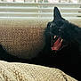 animal, black_cat, cat, closeup, couch, cozy, domestic_animal, fangs, feline, furniture, indoor, mouth_open, pet, relaxing, resting, sleepy, textured_fabric, whiskers, window_blinds, yawning