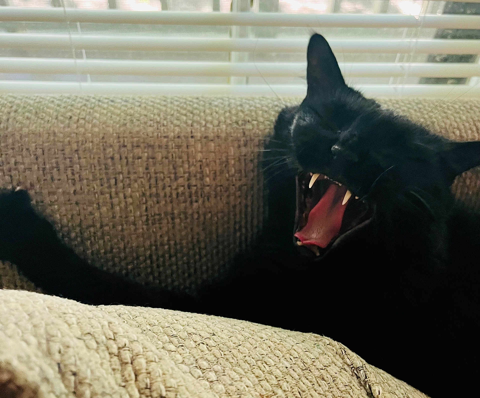 Luna-Tic joined the competition — help win amazing prizes! animal, black_cat, cat, closeup, couch, cozy, domestic_animal, fangs, feline, furniture, indoor, mouth_open, pet, relaxing, resting, sleepy, textured_fabric, whiskers, window_blinds, yawning
