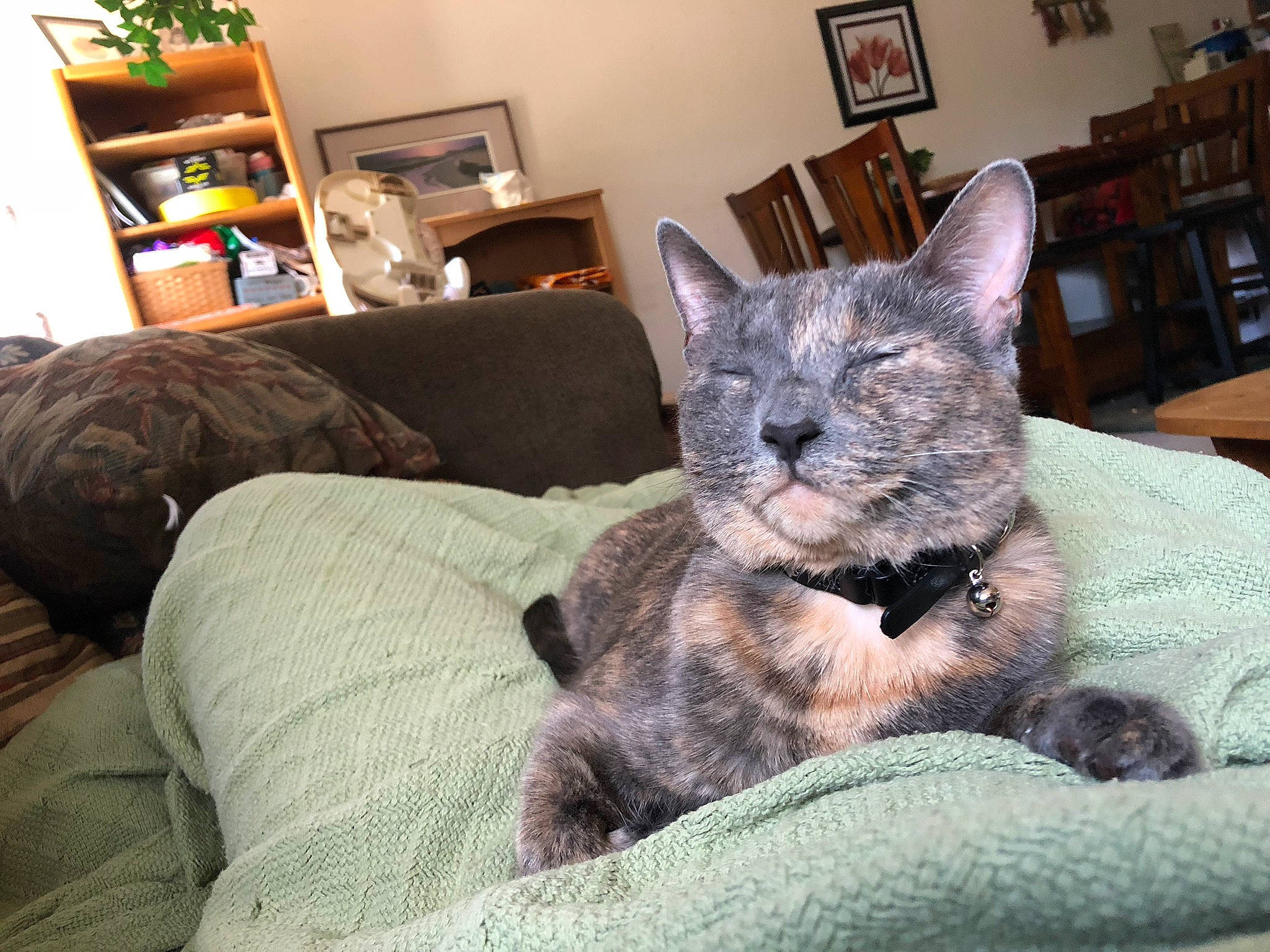 Nora is registered to the contest to win money with this photo: asian, bed, carnivore, cat, chair, comfort, domestic_short_haired_cat, ear, egyptian_mau, european_shorthair, felidae, furniture, kitten, mammal, pixie_bob, russian_blue, small_to_medium_sized_cats, tabby_cat, vertebrate, whiskers