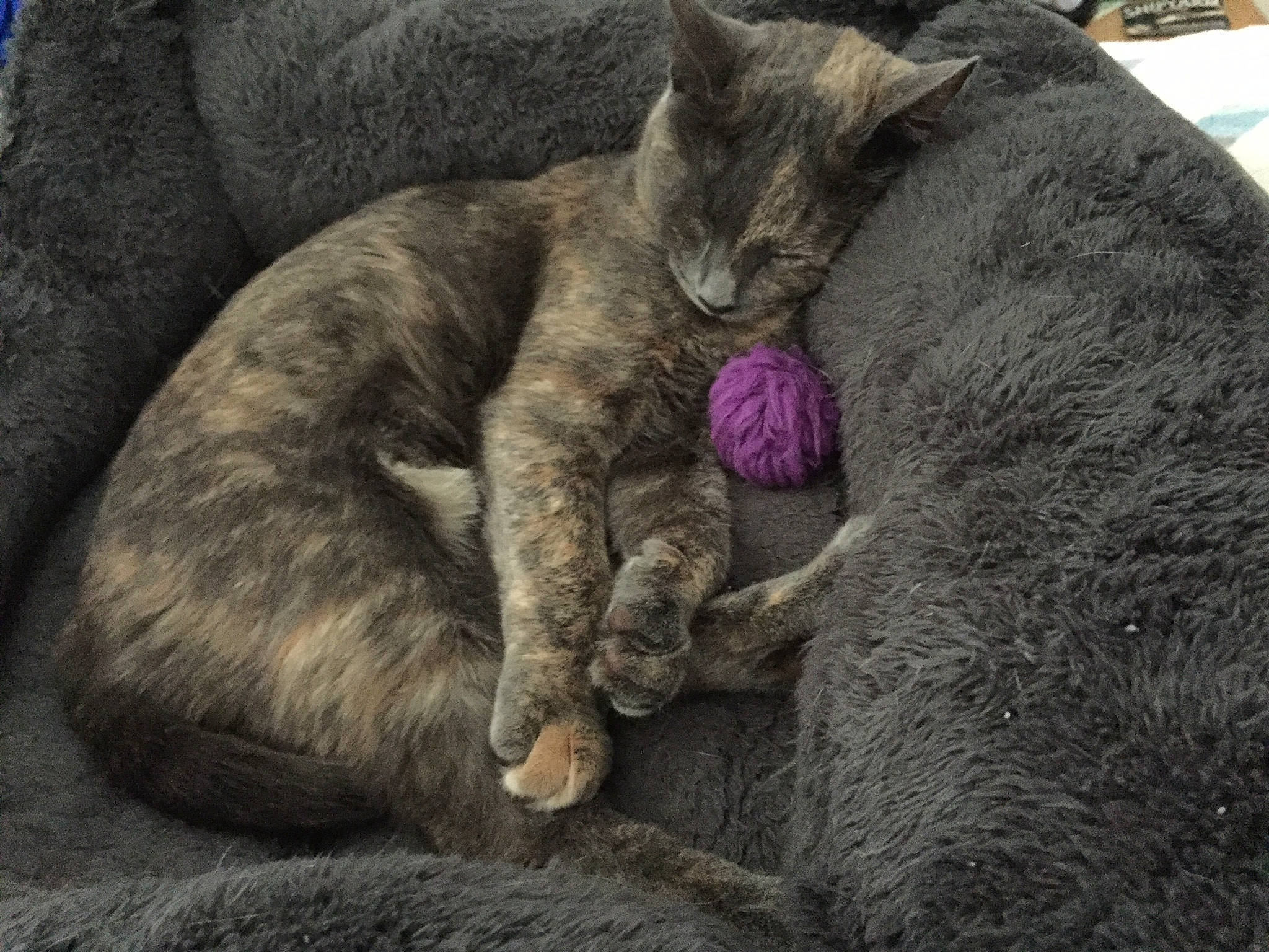 Nora joined the competition — help win amazing prizes! british_shorthair, carnivore, cat, chartreux, comfort, domestic_short_haired_cat, european_shorthair, felidae, fur, korat, mammal, nap, russian_blue, sleep, small_to_medium_sized_cats, tabby_cat, vertebrate, whiskers