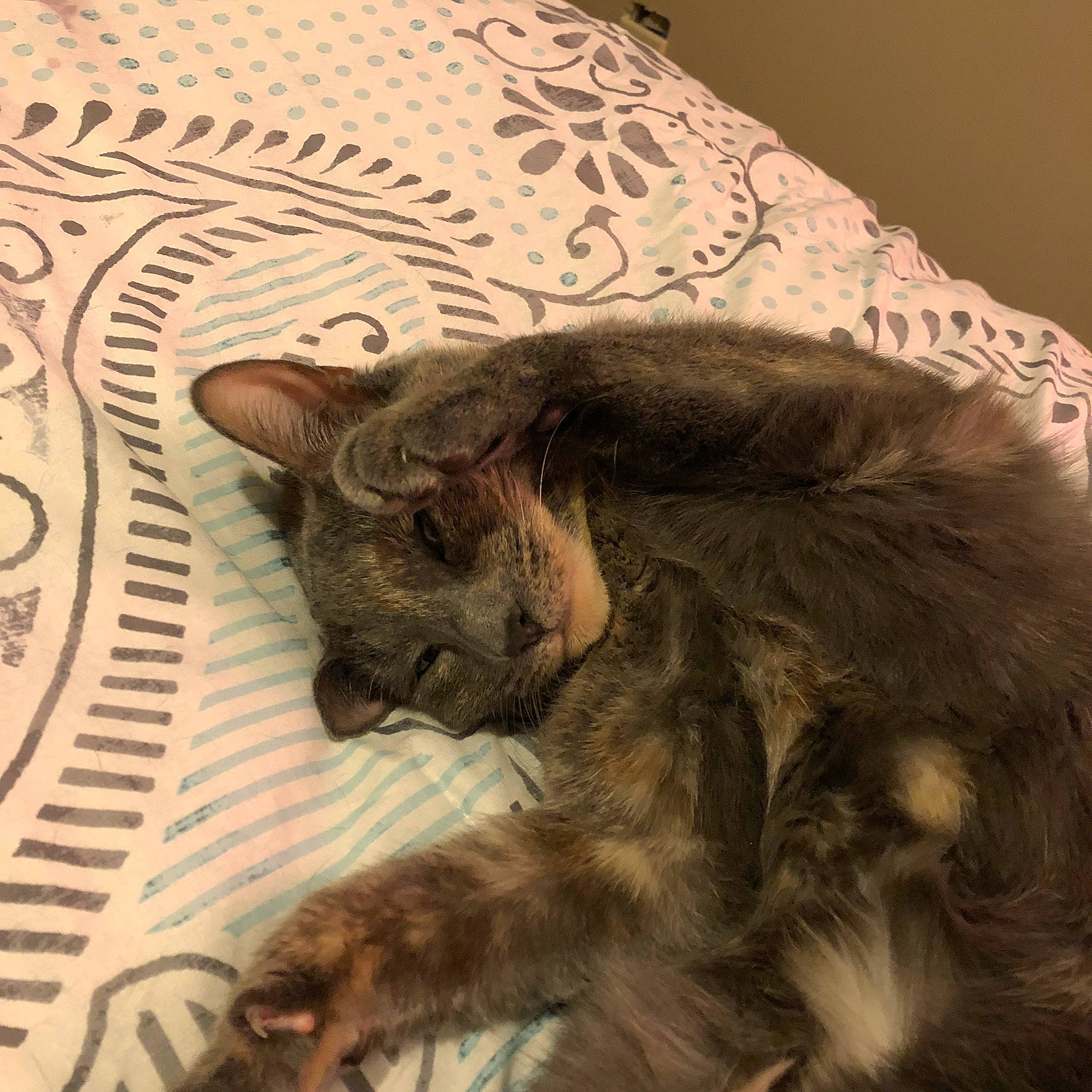 Nora joined the competition — help win amazing prizes! asian, carnivore, cat, claw, domestic_short_haired_cat, dragon_li, european_shorthair, felidae, fur, german_rex, kitten, nap, nebelung, oriental_longhair, pixie_bob, small_to_medium_sized_cats, snout, whiskers