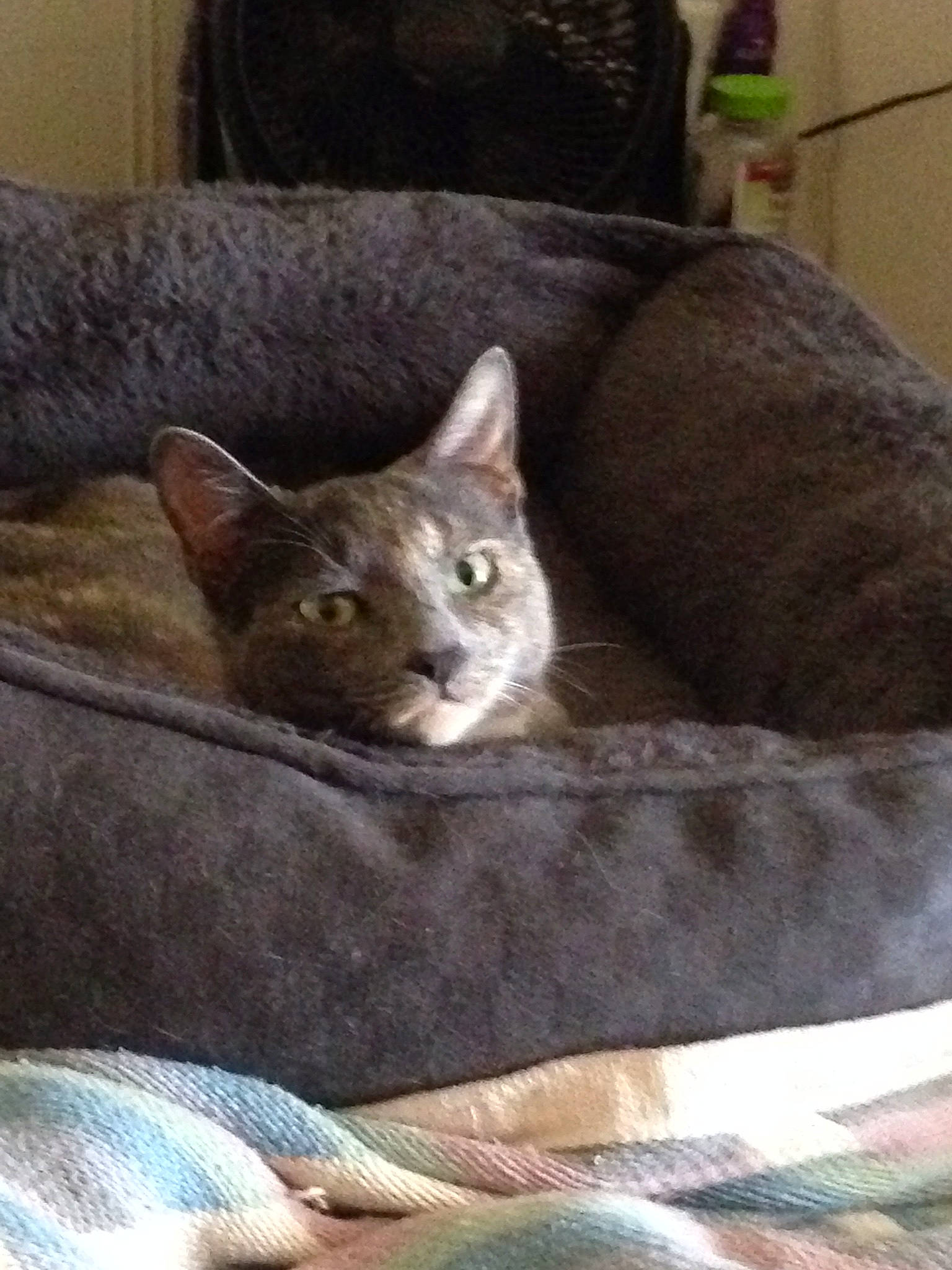 Nora joined the competition — help win amazing prizes! asian, carnivore, cat, cat_bed, domestic_short_haired_cat, european_shorthair, felidae, furniture, kitten, korat, mammal, russian_blue, small_to_medium_sized_cats, vertebrate, whiskers