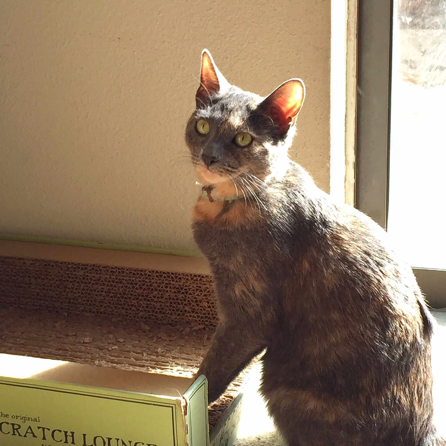 Nora