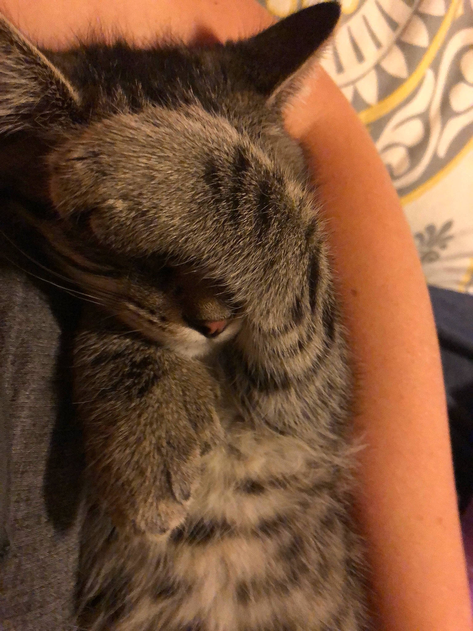 Mulan joined the competition — help win amazing prizes! carnivore, cat, claw, domestic_short_haired_cat, ear, felidae, fur, neck, small_to_medium_sized_cats, snout, tabby_cat, tail, whiskers